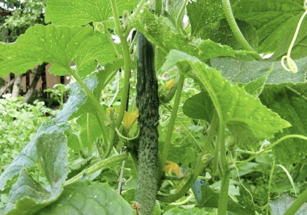 Ang Cucumber Chinese Distase Resistant Delicious Giant