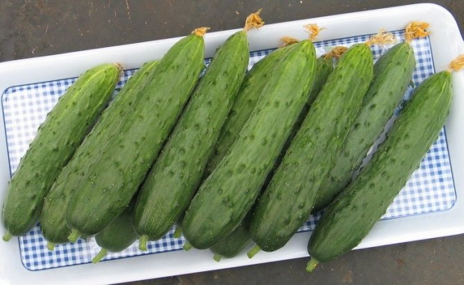 Cucumber Blizzard characteristics and description of the variety reviews of gardeners with photos