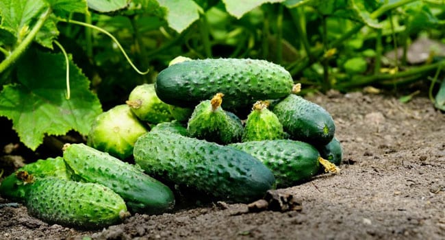 Cucumber Murom