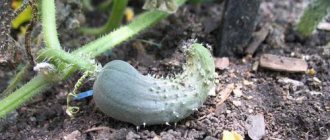 hook-shaped cucumber is often found with poor agricultural technology