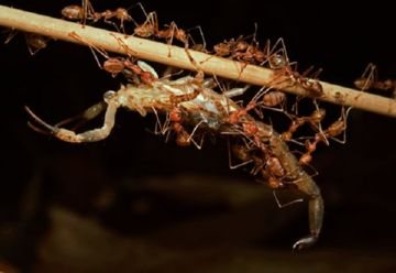 Lov toulavých mravenců