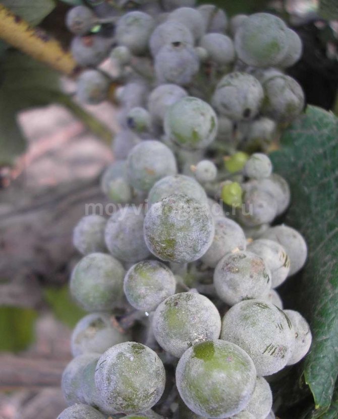 Oidium-on-grapes-litrato