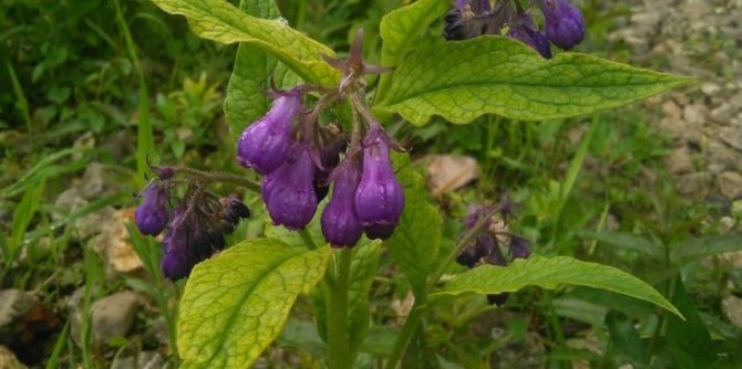 Comfrey: how to plant and grow