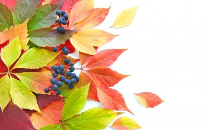 Bladfärg på hösten