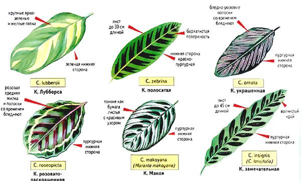calathea leaf colors