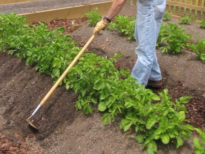 Hilling with a hoe is one of the oldest ways to care for potatoes