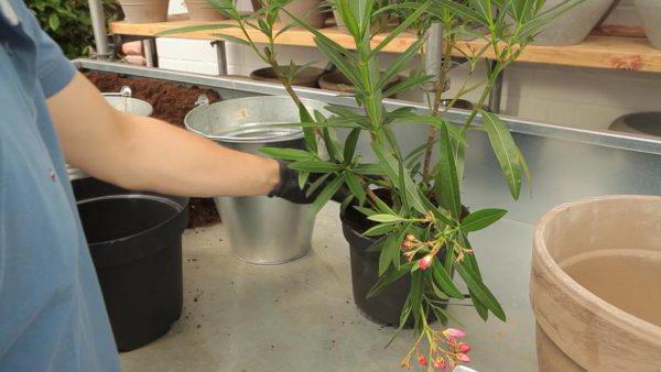 oleander vård och odling hemma recensioner
