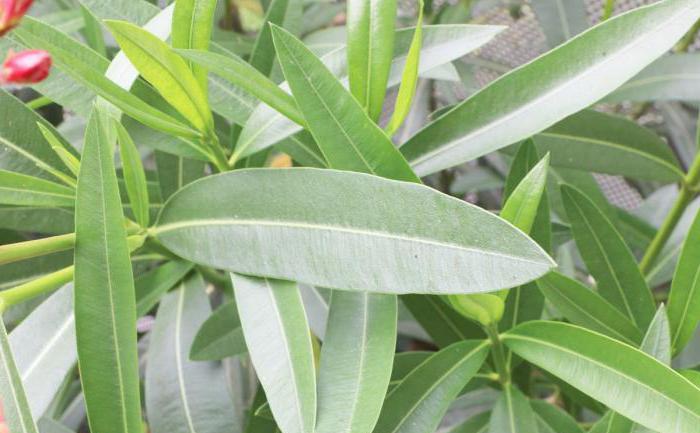 oleander care and cultivation in the garden