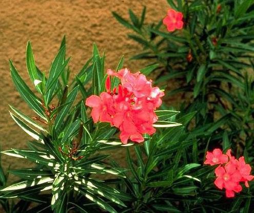 oleander lason halaman o hindi
