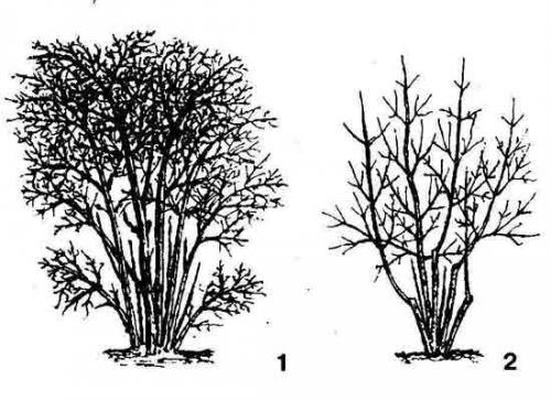 Föryngrande beskärning kommer att ge växten bättre tillgång till ljus för nästa år och tillväxten av unga grenar. Bilden visar hur en kaprifolbusk ser ut före beskärning (1) och efter (2)