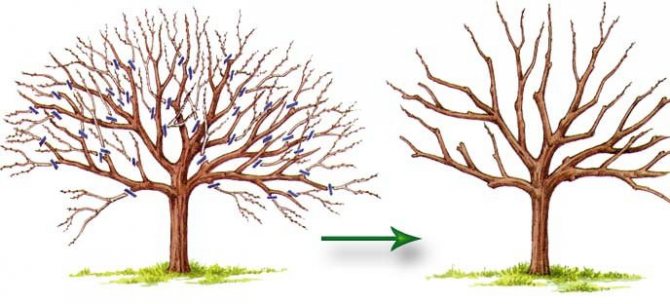 Подмладяващата резитба позволява на старите дървета да се обновяват, да увеличават растежа на младите плодни издънки
