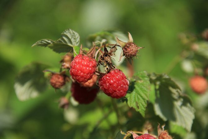 Rejuvenated raspberries by pruning