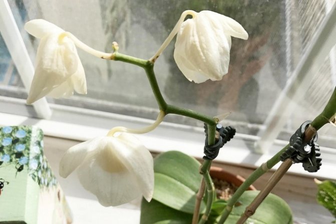 Падащи цветя на орхидея