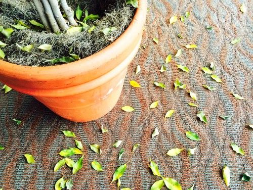 frunzele de ficus benjamin cad ce trebuie să facă