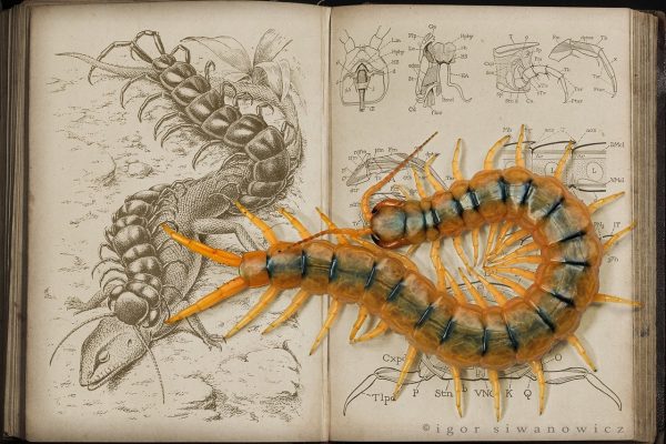Is scolopendra homemade dangerous for humans?