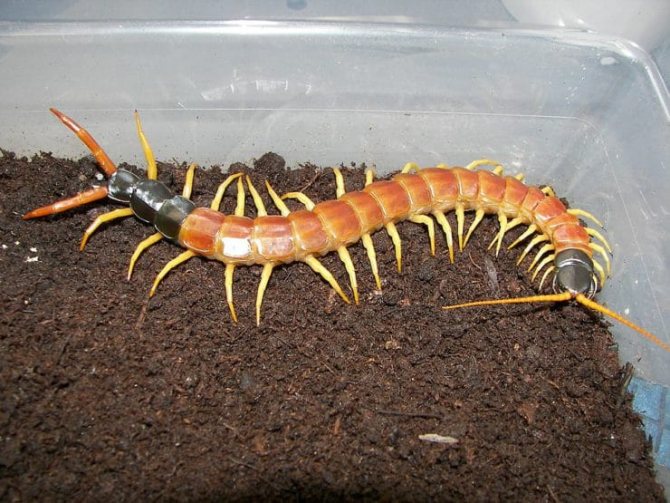 Is scolopendra homemade dangerous for humans?