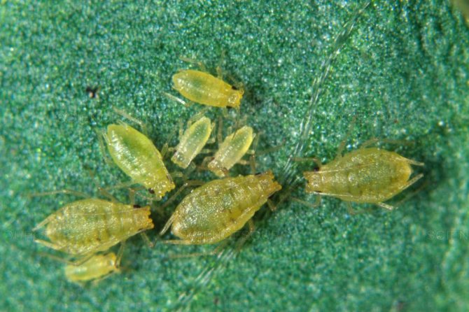 Dangerous aphid
