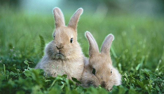 Опасни и неопасни заболявания на зайци: признаци на заболявания, как да се лекува, профилактика и ваксинация