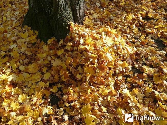 Fallna löv under trädet