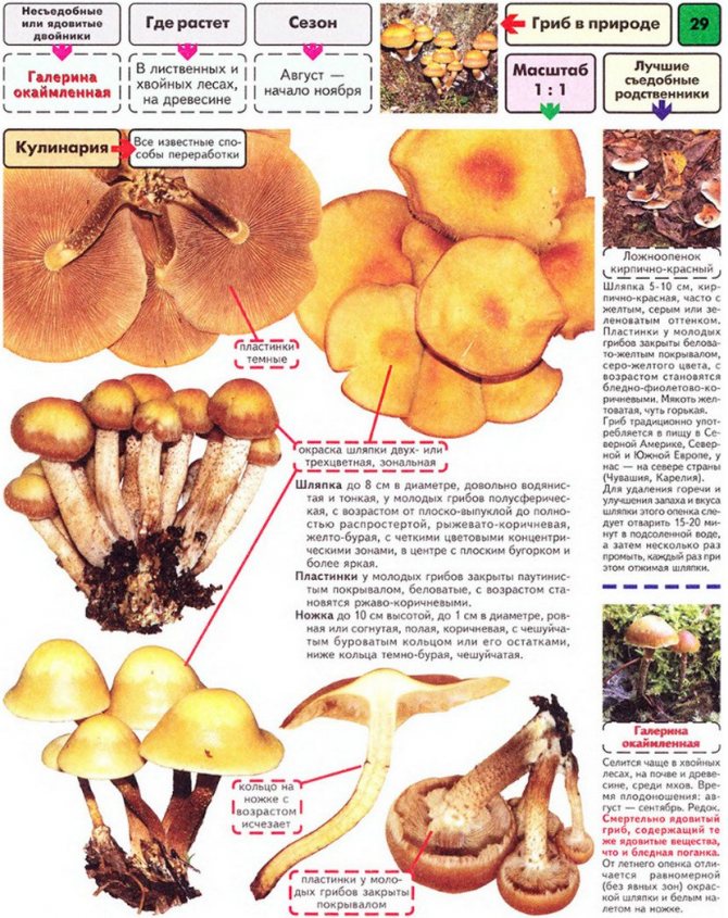 Summer honey mushroom