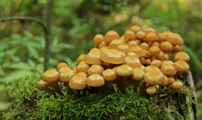 Summer honey mushroom