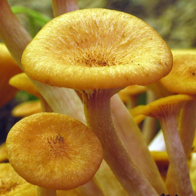 shrinking honey fungus