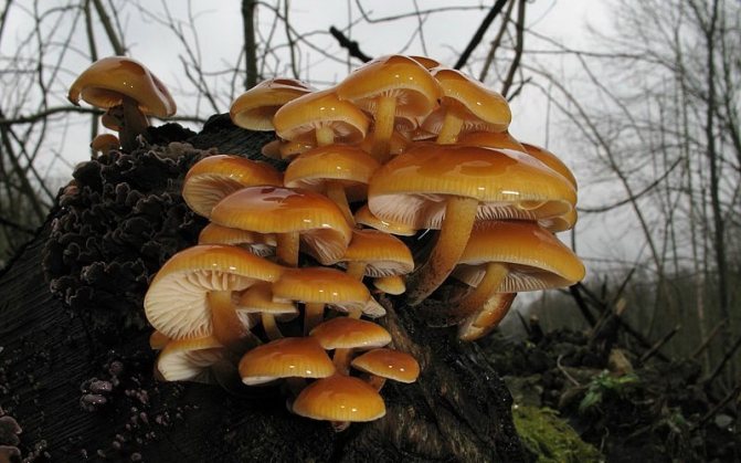 Winter honey mushroom (Flammulina velutipes)