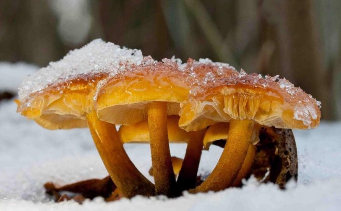 Winter honey mushroom