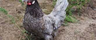 Оперение на андалуска синя кокошка