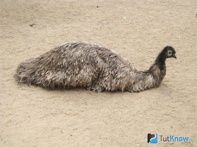 Emu fågelfjäderdräkt