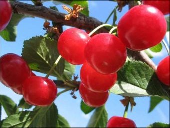 Paglalarawan ng isang malaking itim na pagkakaiba-iba ng Rossoshanskaya cherry