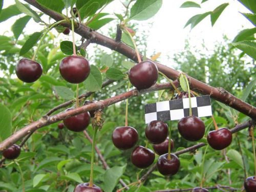 Description of cherry hybrid Nochka