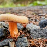 Description of the mushroom spurge