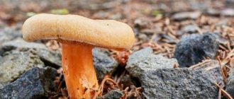 Description of the mushroom spurge