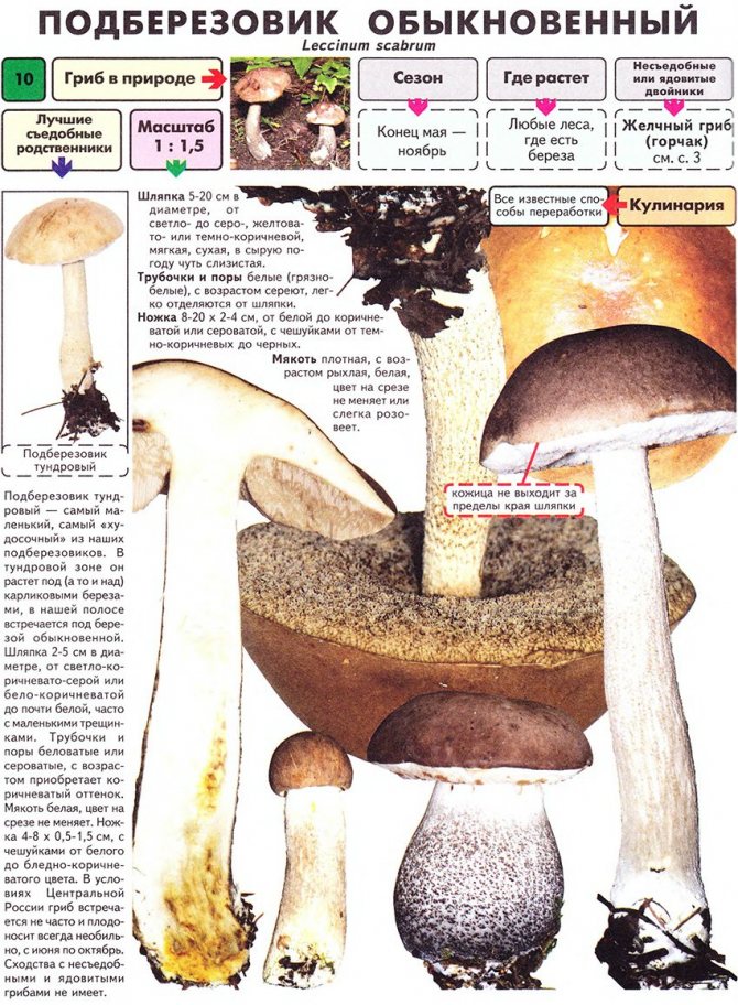 Descrierea ciupercilor boletus