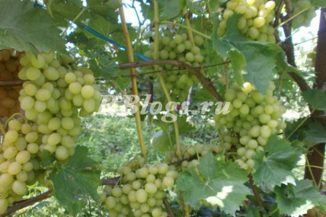 Description and photo of the grape variety Arcadia