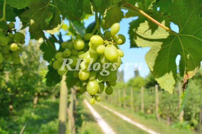 Описание и снимка на сорта грозде Разсад GBS-1