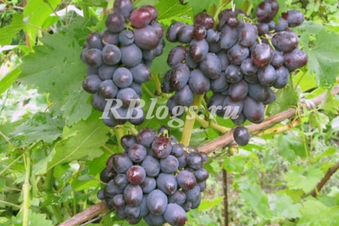 Description and photo of grape variety Tomaysky
