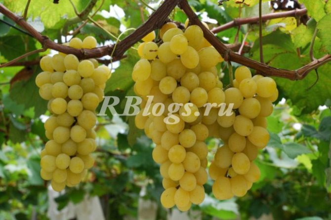 Description and photo of Muscat summer grapes