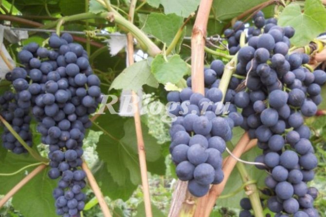 Description and photos of grapes Memory of Domkovskaya