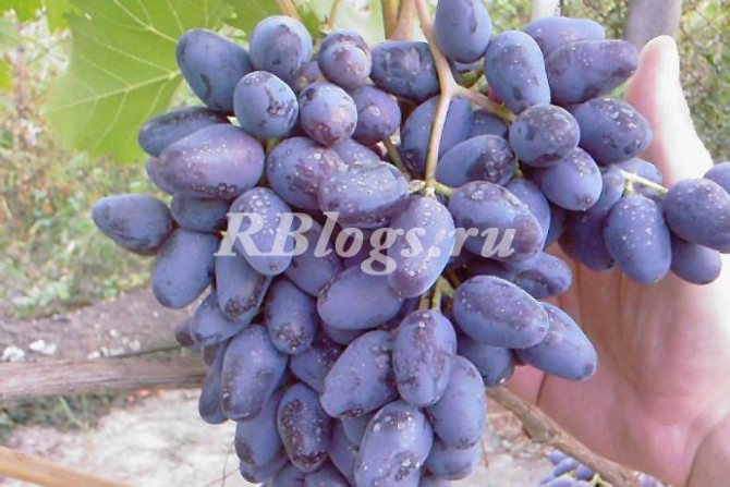 Description and photo of grape varieties Codryanka