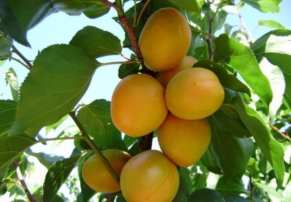 Popis a vlastnosti meruňkové odrůdy Shalakh Pineapple a Tsurupinsky a kultivace