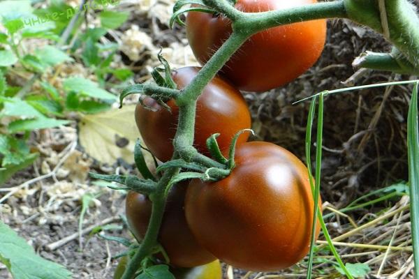Описание и характеристики на сорта домати Черен гурме