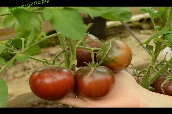 Pomidorų veislės „Black gourmet“ aprašymas ir savybės