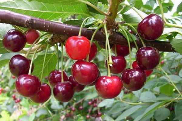 Description and characteristics of cherries of the Standard Ural variety history and cultivation features