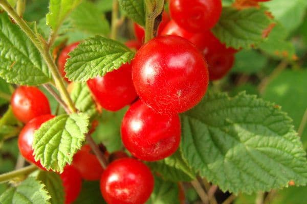 Description and characteristics of cherries of the Standard Ural variety history and cultivation features