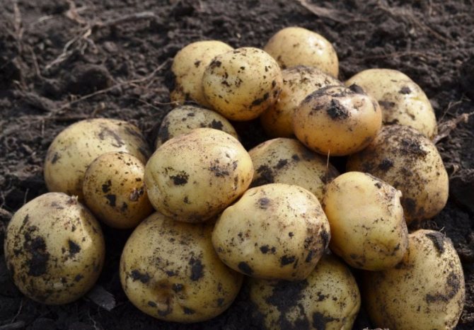 Description of Juvel potatoes: a detailed description of the variety, the pros and cons of this type and the nuances of growing, as well as a photo of what the potato looks like