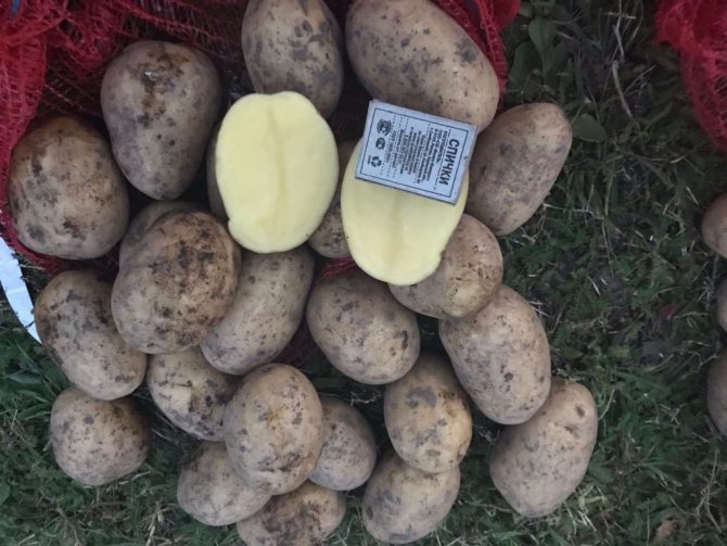 Description of Juvel potatoes: a detailed description of the variety, the pros and cons of this type and the nuances of growing, as well as a photo of what the potato looks like