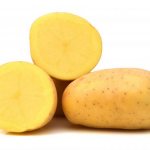 Beskrivning av potatis Triumph