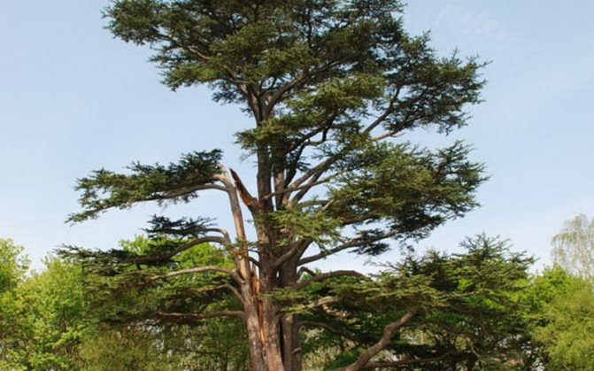 Description of Korean cedar and its photo
